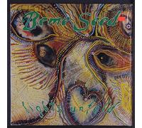 Beme Seed - lights unfold