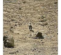 Ben Howard - Noonday Dream [Vinilo]