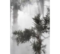 Ben Thorp Brown - Cura's Garden