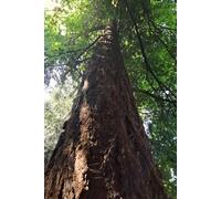 Beneath the Canopy Journal: Mindful Writing Notebook for Calm and Clarity