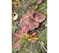 Beneath the Leaf Litter Lined Notebook