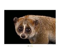 Bengal Slow Loris - Tamaño: 70 x 50 cm - Comar - Póster de pared (sin marco) National Geographic