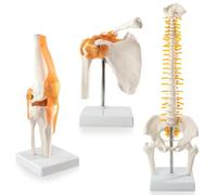 Benilev Modelo anatómico de articulación trinuclear humana 1:1, articulación de ligamento de rodilla, articulación muscular de hombro, modelo pélvico de columna vertebral, utilizado para educación