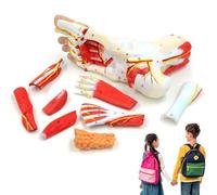 BEOTAY Modelo Anatómico De Pie Humano,Articulación del Pie Músculo Ligamento Neurovascular Modelo 9 Parte,Modelo De Enseñanza,23×8×12Cm