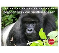 Berggorillas - die sanften Riesen (Tischkalender 2026 DIN A5 quer), CALVENDO Monatskalender: Berggorillas in ihrem natürlichen Lebensraum