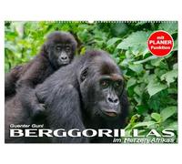 Berggorillas im Herzen Afrikas (Wandkalender 2026 DIN A2 quer), CALVENDO Monatskalender: In den Virunga-Vulkanen, im Grenzgebiet zwischen Ruanda, ... aus dem Alltag der riesigen Menschenaffen.