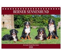 Berner Sennenhund - Der beste Freund fürs Leben (Tischkalender 2026 DIN A5 quer), CALVENDO Monatskalender: Er ist traumhaft schön, wenn nicht sogar ... 13 wundervolle Bilder dieser Traumhunde.