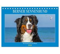 Berner Sennenhund - Ein Freund auf vier Pfoten (Tischkalender 2026 DIN A5 quer), CALVENDO Monatskalender: Er ist traumhaft schön, wenn nicht sogar die ... 13 wundervolle Bilder dieser Traumhunde.