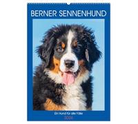 Berner Sennenhund - Ein Hund für alle Fälle (Wandkalender 2026 DIN A2 hoch), CALVENDO Monatskalender: Er ist traumhaft schön, wenn nicht sogar die ... 13 wundervolle Bilder dieser Traumhunde.