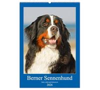 Berner Sennenhund - stark , schön und liebenswert (Wandkalender 2026 DIN A2 hoch), CALVENDO Monatskalender: Der Berner Sennenhund, vorgestellt in 13 fabtastischen Fotos