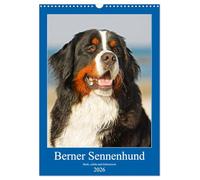 Berner Sennenhund - stark , schön und liebenswert (Wandkalender 2026 DIN A3 hoch), CALVENDO Monatskalender: Der Berner Sennenhund, vorgestellt in 13 fabtastischen Fotos