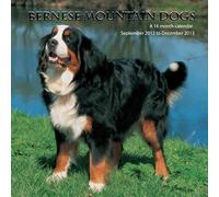 Bernese Mountain Dog - Calendario de pared 2013 #MGDOG07