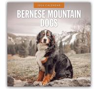 Bernese Mountain Dogs 2026 Square Wall Calendar