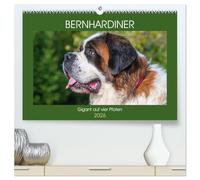 Bernhardiner - Gigant auf vier Pfoten (hochwertiger Premium Wandkalender 2026 DIN A2 quer), Kunstdruck in Hochglanz: 13 hinreißende Bilder dieser imposanten Hunderasse begleiten uns durch das Jahr