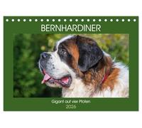 Bernhardiner - Gigant auf vier Pfoten (Tischkalender 2026 DIN A5 quer), CALVENDO Monatskalender: 13 hinreißende Bilder dieser imposanten Hunderasse begleiten uns durch das Jahr