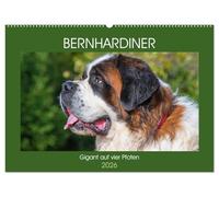 Bernhardiner - Gigant auf vier Pfoten (Wandkalender 2026 DIN A2 quer), CALVENDO Monatskalender: 13 hinreißende Bilder dieser imposanten Hunderasse begleiten uns durch das Jahr