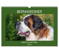 Bernhardiner - Gigant auf vier Pfoten (Wandkalender 2026 DIN A3 quer), CALVENDO Monatskalender: 13 hinreißende Bilder dieser imposanten Hunderasse begleiten uns durch das Jahr