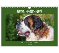 Bernhardiner - Gigant auf vier Pfoten (Wandkalender 2026 DIN A4 quer), CALVENDO Monatskalender: 13 hinreißende Bilder dieser imposanten Hunderasse begleiten uns durch das Jahr