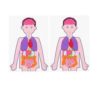 BESPORTBLE 2 Juegos Juguete Educativo de Anatomía Infantil de Material Didáctico para Aprendizaje de Órganos Herramienta de Enseñanza Interactiva para la Cognición y Habilidades
