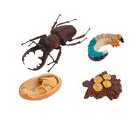 BESPORTBLE 4 Piezas de Evolución de Insectos Realistas de Juguetes Educativos de Ciclo de Crecimiento Animal para Decoración para Aprendizaje y Exhibición