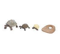 BESPORTBLE 4 Piezas Figuritas de Ciclo de Crecimiento de Tortuga Kit de Juguete Educativo para Decoración de Escritorio Color Aleatorio Color Aleatorio Color Aleatorio