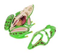 BESPORTBLE de Anatomía de 4D para Niños Juguete Educativo Desmontable Figuras de Kit de Biología Aprendizaje Clase Juguete Stem 1