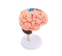 BESPORTBLE de Desmontable para Maqueta para Enseñanza Ciencias y Neurociencia para Escuelas y Demostraciones