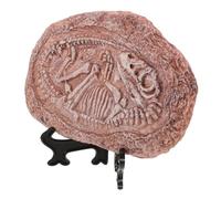 BESPORTBLE De Especímenes Fósiles De Dinosaurios para Decoración De Terrarios Ornamentación De y Accesorios De Reptiles Réplica De Trilobites para Coleccionistas y Paleontología