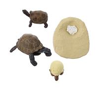 BESPORTBLE Figuritas De Tortuga Realistas del Ciclo De Crecimiento De Tortugas Juguetes Educativos para Adornos De Escritorio
