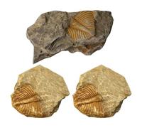 BESPORTBLE Kit de 3 Piezas de Fósiles Marinos Auténticos de Trilobites, Decoración Educativa Bien Elaborada para Oficinas y Sala de Estar