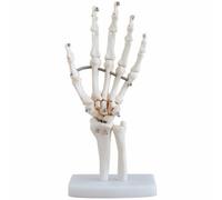 BESPORTBLE Modelo Anatómico Articulado de Esqueleto de Mano en Pvc Blanco para Estudio Anatómico y Educación de Pacientes Articulaciones Totalmente Móviles