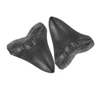 BESPORTBLE Modelo de Dientes de Tiburón Megalodón Gigante en Resina, Réplica Fosilizada Decorativa, 2 Piezas, Accesorios para Decoración del Hogar, Coleccionistas y Uso Educativo