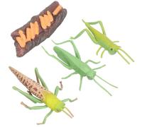 BESPORTBLE Modelos del Ciclo de Crecimiento Animal para Set Educativo de 4 Figuras Simuladas Plástico Juguetes Didácticos Montessori para Aprendizaje Temprano y Desarrollo Cognitivo