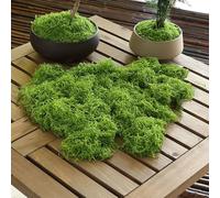 Best ZOIKOM Musgo Artificial, Verde Claro, 200g, Simulación de Musgo Planta Verde Artificial, Simulación Césped Artificial Musgo para decoración de Manualidades Jardines Eternos (100, Gramos)