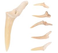 BESTonZON 6 piezas de collar de dientes de tiburón para niños y hombres - Juego de colgante hecho a mano con dientes de tiburón - Cool Surfer joyas Set - Collares de fósiles naturales para disfraz y
