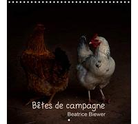 Betes de campagne (calendrier mural 2020 300 * 300 mm square) - des animaux de nos campagnes (calend (Calvendo Animaux)