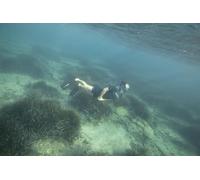 BEUCHAT Shorty Seaweed Snorkeling Wetsuit, Men's, Atoll Blue, XS