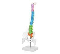 Bewinner Modelo de Columna Humana Flexible de Tamaño Natural con Pelvis Fémur Esqueleto Anatómico de 45 Cm para Enseñar Arte