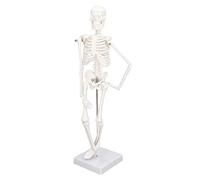Bewinner Modelo de Esqueleto Humano, Mini Esqueleto de PVC de 45 Cm con Brazos Móviles, Patas y Soporte, Estructura ósea de Cuerpo Completo para Estudio de Anatomía, Quiropráctica, Yoga, Aula,