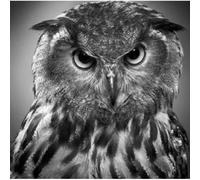 Beyond The Wizard’s Sleeve Re-Animations Vol 1