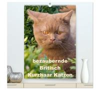 bezaubernde Britisch Kurzhaar Katzen (hochwertiger Premium Wandkalender 2026 DIN A2 hoch), Kunstdruck in Hochglanz: Dieser Kalender zeigt Outdoor Fotos der wunderbaren Britisch Kurzhaar Katzen