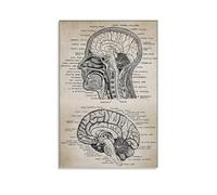 BIANMTSW Póster vintage de anatomía cerebral, gráfico de ciencia antigua, decoración de pared para médico, oficina, estudio, biblioteca, decoración enmarcada, 40 x 60 cm