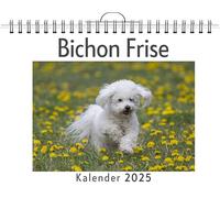 Bichon Frise