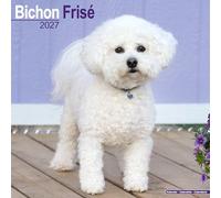 Bichon Frise 2027 Calendar | Square Wall Calendar | Dog Breed Gift | Plastic Free Packaging | by Avonside Publishing