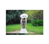 Bichón Frisé Bokeh Mascotas Perros Parque Perros Blancos, Rompecabezas de 1000 Piezas, Rompecabezas de Madera para Toda la Familia, decoración de Pared para Adultos y Adolescentes.