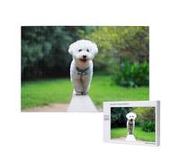 Bichón Frisé Bokeh Mascotas Perros Parque Perros Blancos,Rompecabezas de Madera de 1000 Piezas para Adultos y Adolescentes.