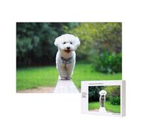 Bichón Frisé Bokeh Mascotas Perros Parque Perros Blancos,Rompecabezas de Madera de 300 Piezas, Juego Familiar, Rompecabezas para Adultos, Adolescentes, decoración del hogar