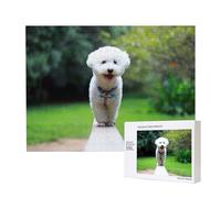 Bichón Frisé Bokeh Mascotas Perros Parque Perros Blancos,Rompecabezas de Madera de 500 Piezas, Juego Familiar, Rompecabezas para Adultos, Adolescentes, decoración del hogar