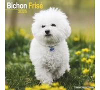 Bichon Frise Calendar 2025 Square Dog Breed Wall Calendar - 16 Month