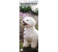 Bichon Frise - Calendario de pared 2026, formato delgado de 12 meses, fabricado en Inglaterra